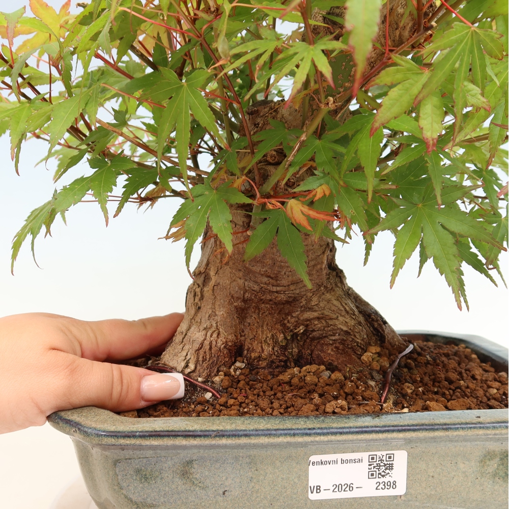Bonsai für draußen - Ahorn Burger - Acer Burgerianum