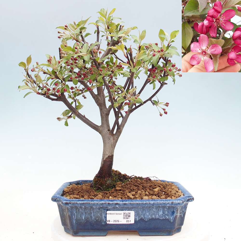Outdoor-Bonsai -Malus domestica - Kleinfrüchtiger rotblättriger Apfelbaum