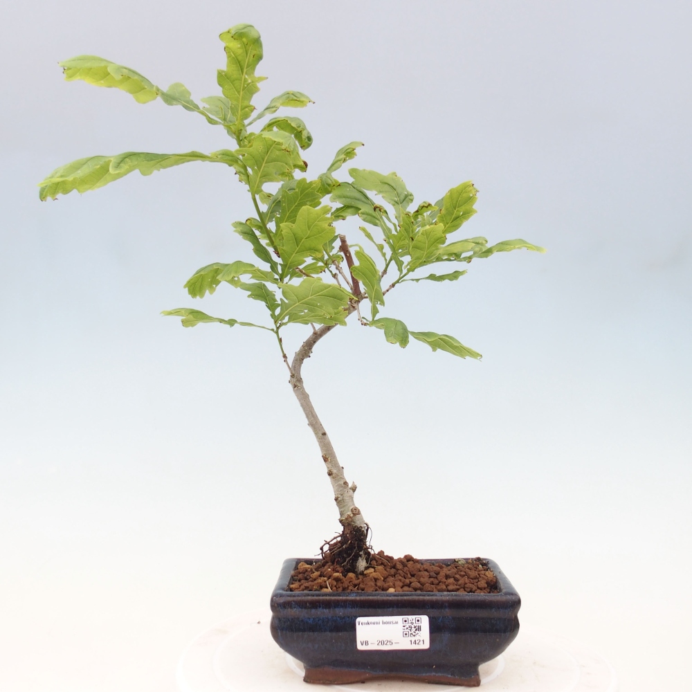 Outdoor-Bonsai - Quercus robur - Eiche