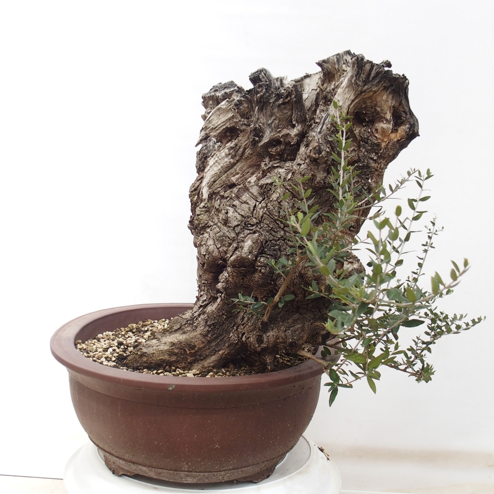 Indoor-Bonsai - Olea europaea sylvestris - Europäisches kleinblättriges Olivenöl