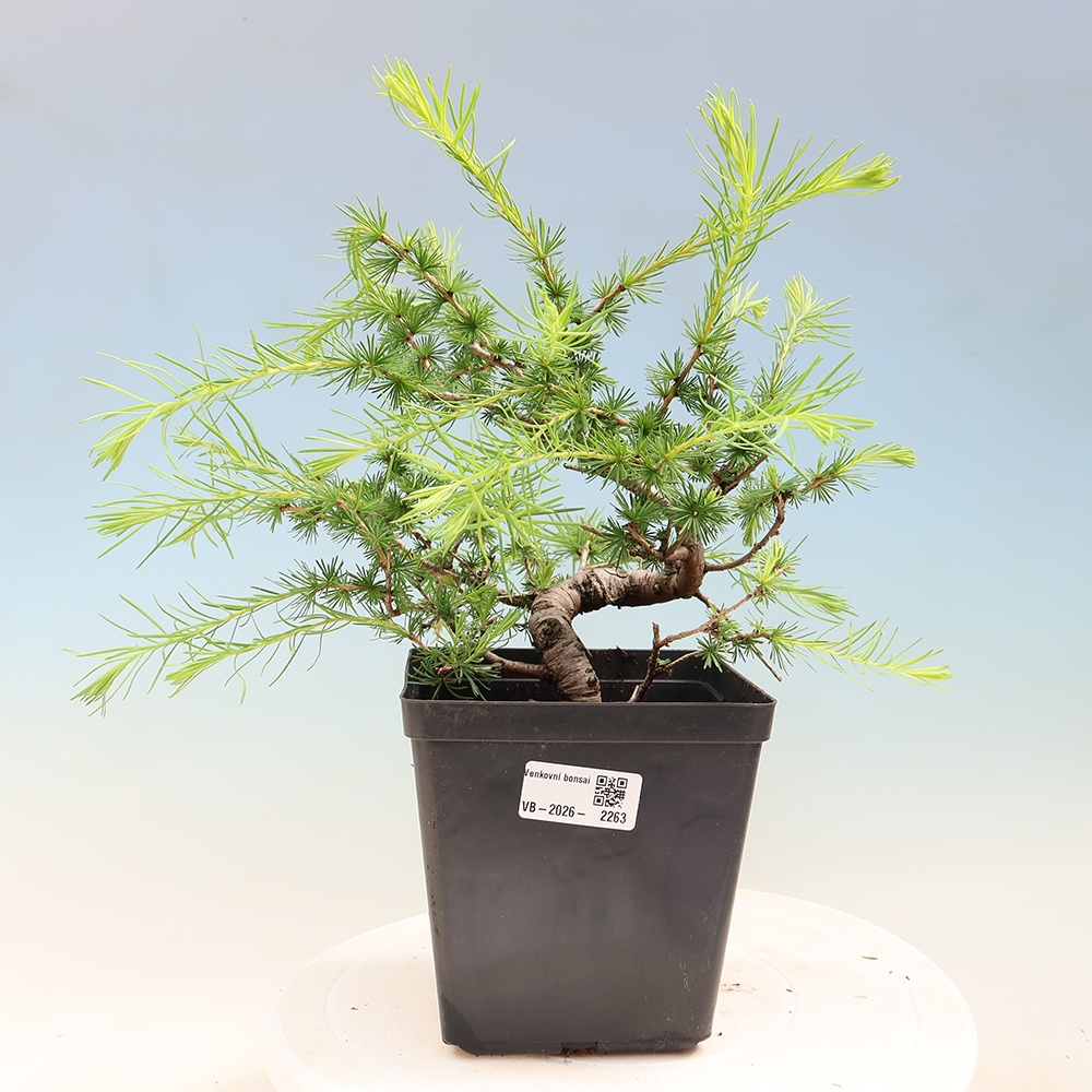 Bonsai für draußen -Larix decidua - Lärche