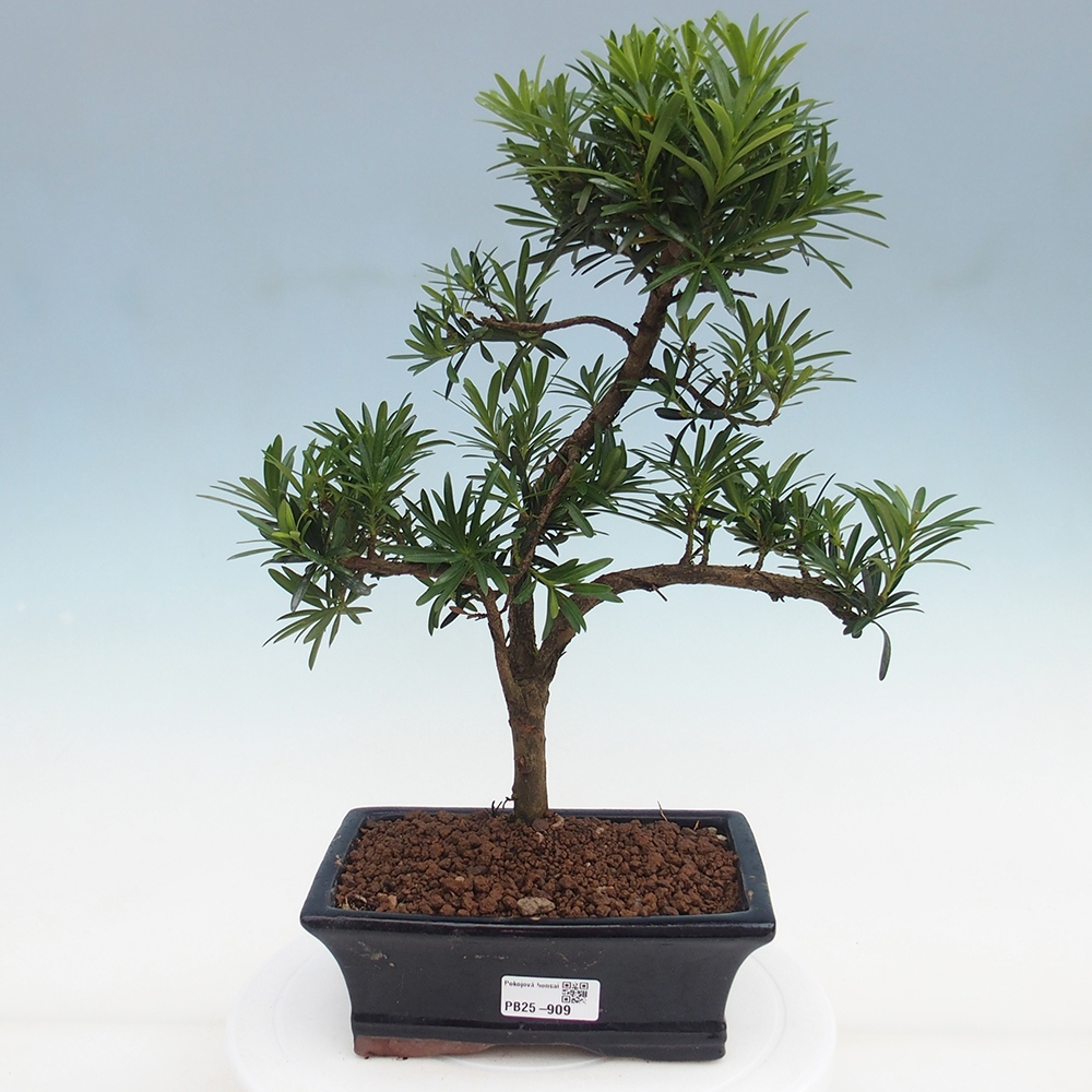 Zimmerbonsai - Podocarpus - Steineibe