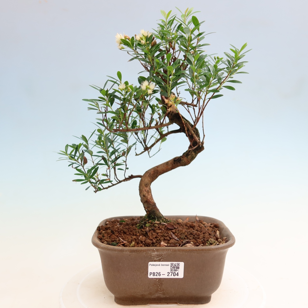Zimmer Bonsai - Syzygium - Piment