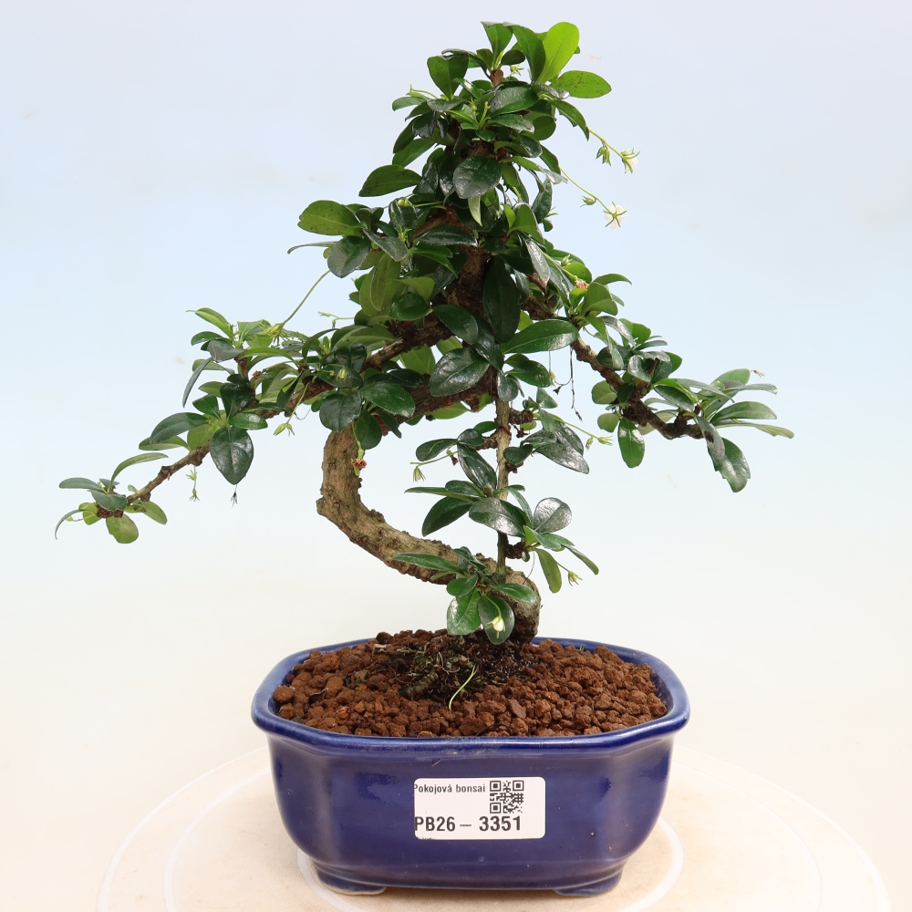 Zimmer-Bonsai - Carmona macrophylla - Tee-Fuki