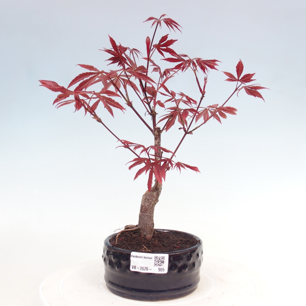 Bonsai für draußen - Acer-Palme. Atropurpureum-Javor palmate