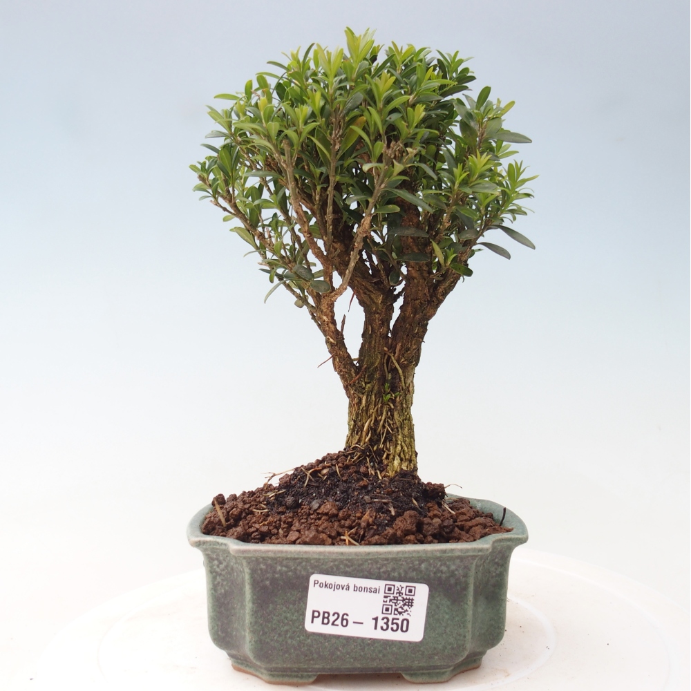 Zimmer Bonsai - Buxus harlandii - Korkbuxus
