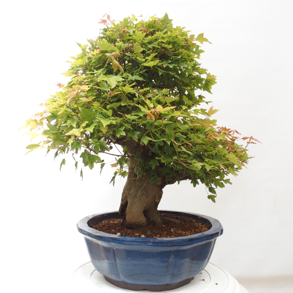 Bonsai im Freien - Ahorn Buergerianum - Burger Maple