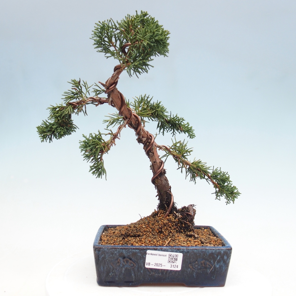 Bonsai im Freien - Juniperus chinensis Kishu - Chinesischer Wacholder