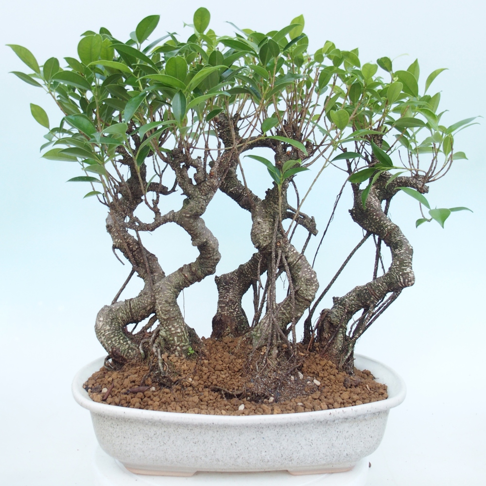 Zimmerbonsai - Ficus kimmen - Kleinblättriger Ficus