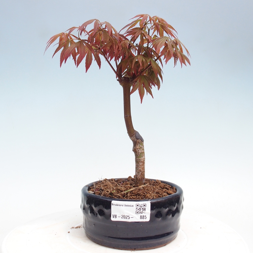 Bonsai im Freien - Acer-Palme. Atropurpureum-Palmenblatt-Ahorn