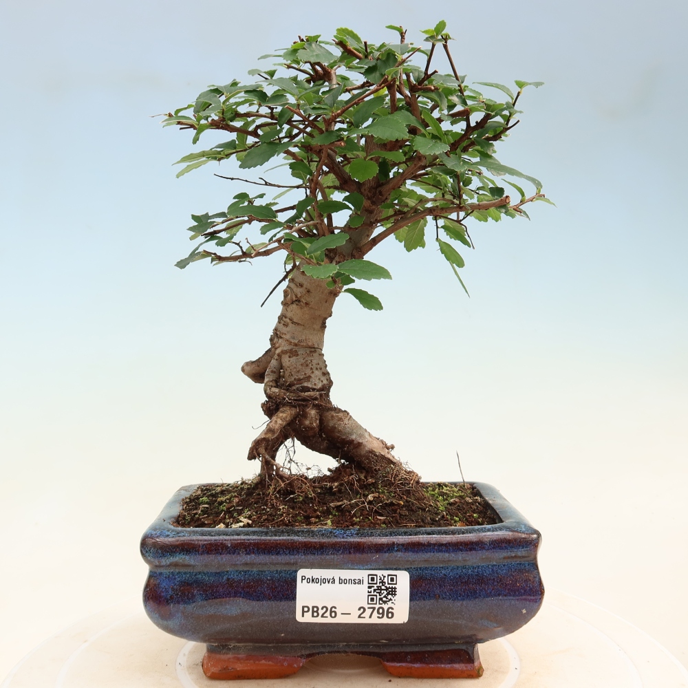 Zimmerbonsai - Ulmus parvifolia - Kleinblättrige Ulme