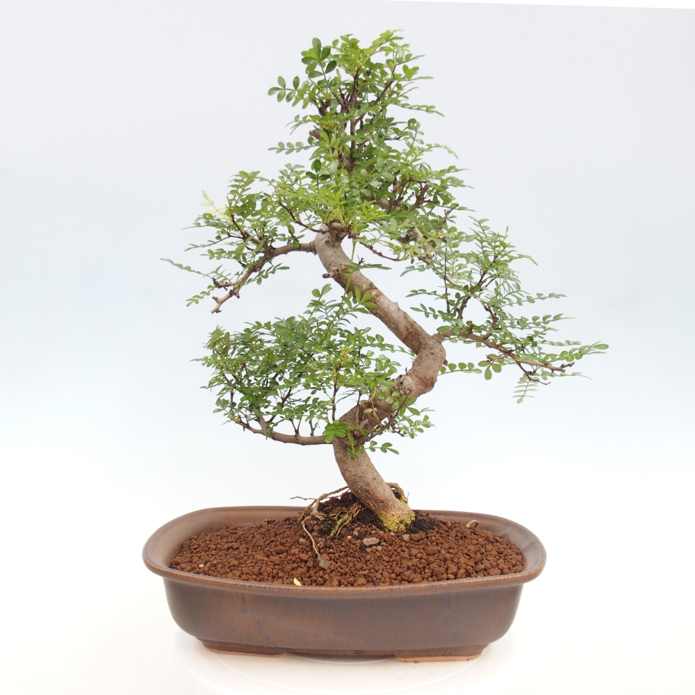Zimmerbonsai - Zantoxylum piperitum - Pfefferminze