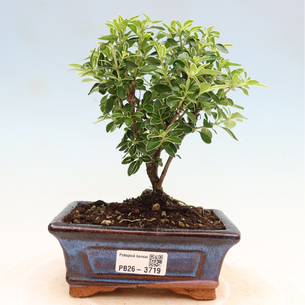Zimmerbonsai - Serissa foetida Variegata - Baum der Tausend Sterne
