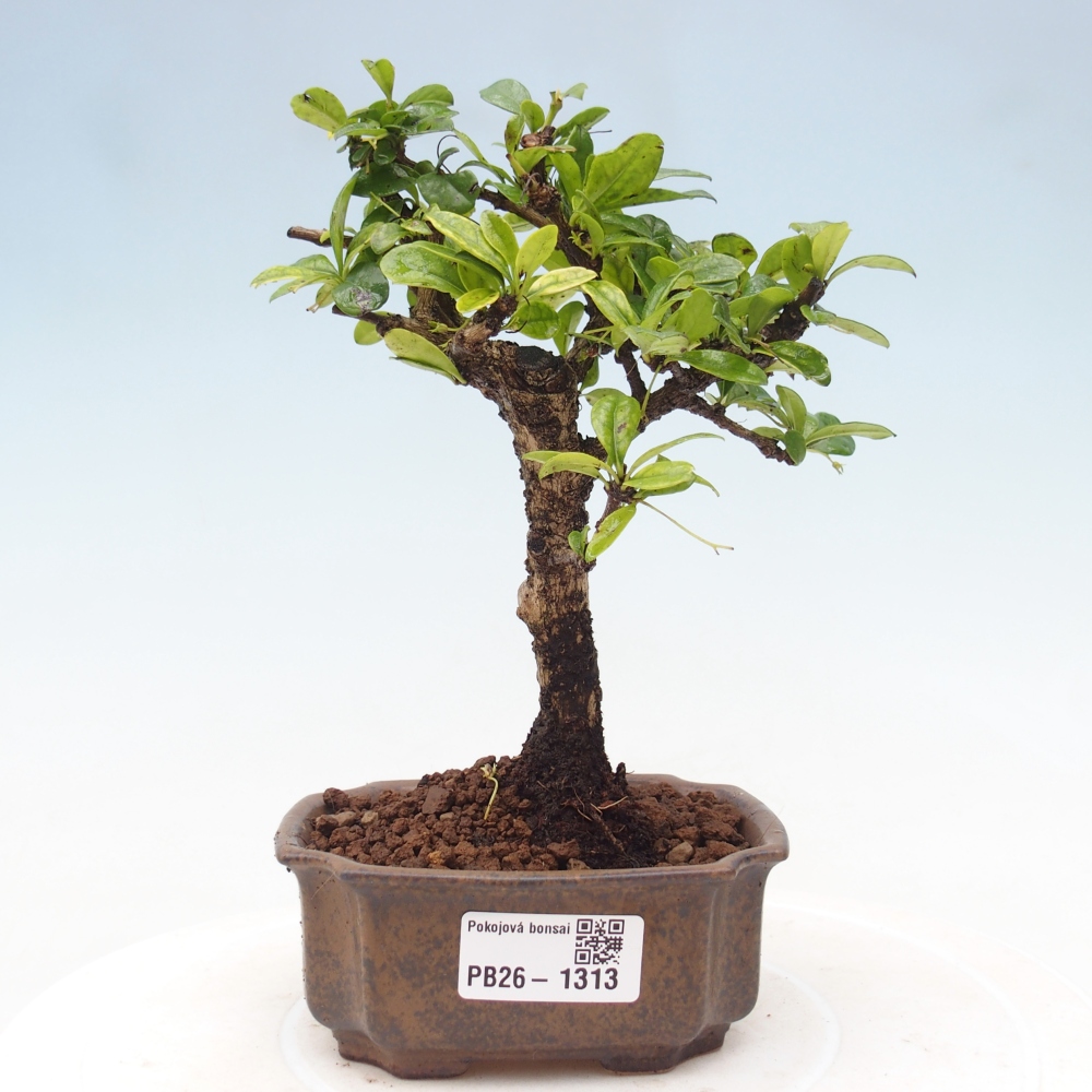 Zimmer-Bonsai - Carmona macrophylla - Tee-Fuki