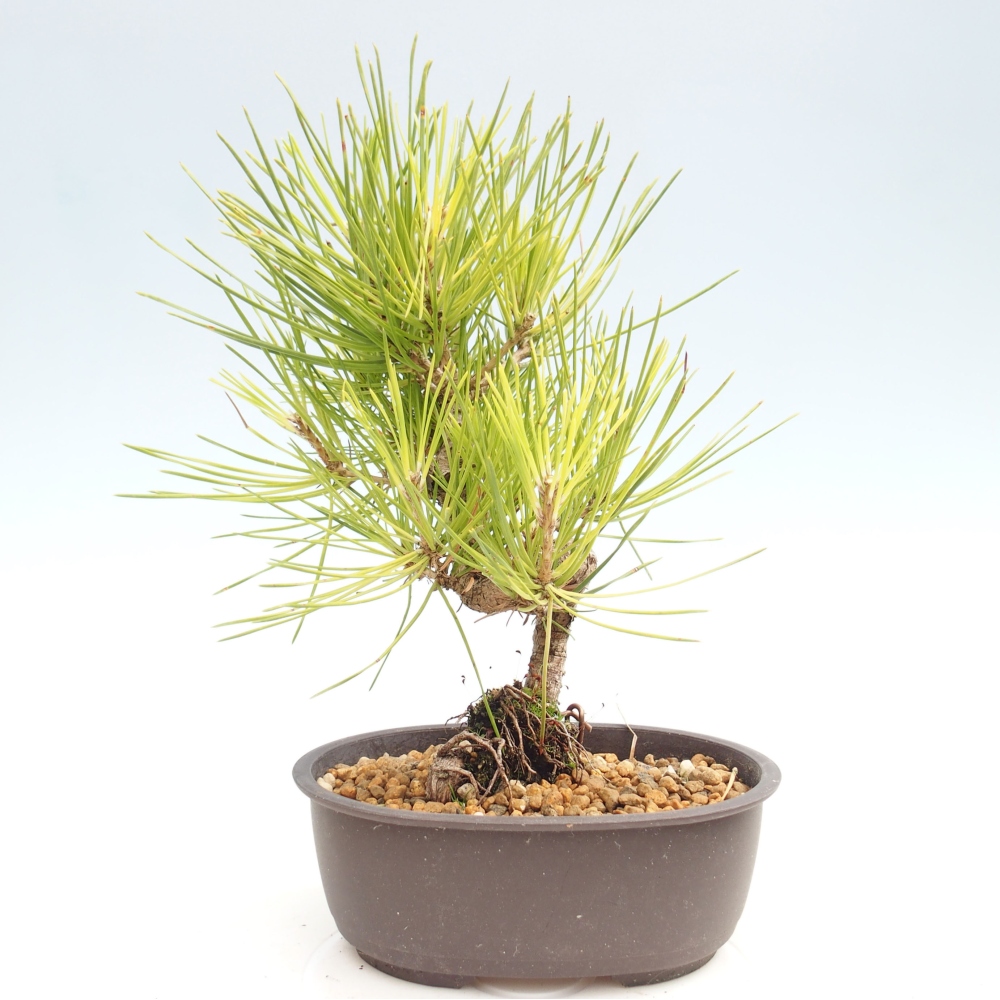 Bonsai im Freien - Pinus thunbergii - Thunbergia-Kiefer