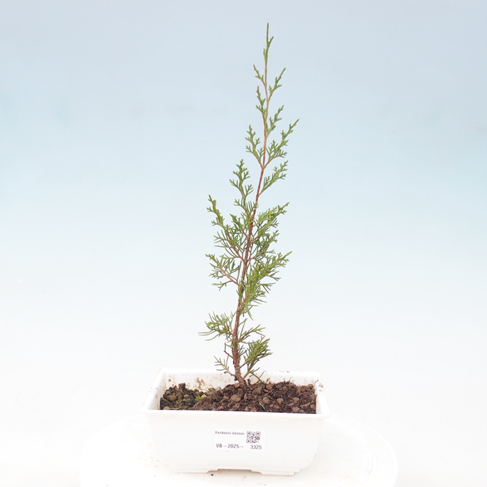 Outdoor bonsai - Juniperus chinensis Itoigawa - Chinese juniper