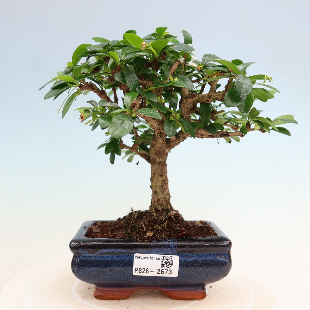 Zimmer-Bonsai - Carmona macrophylla - Tee-Fuki