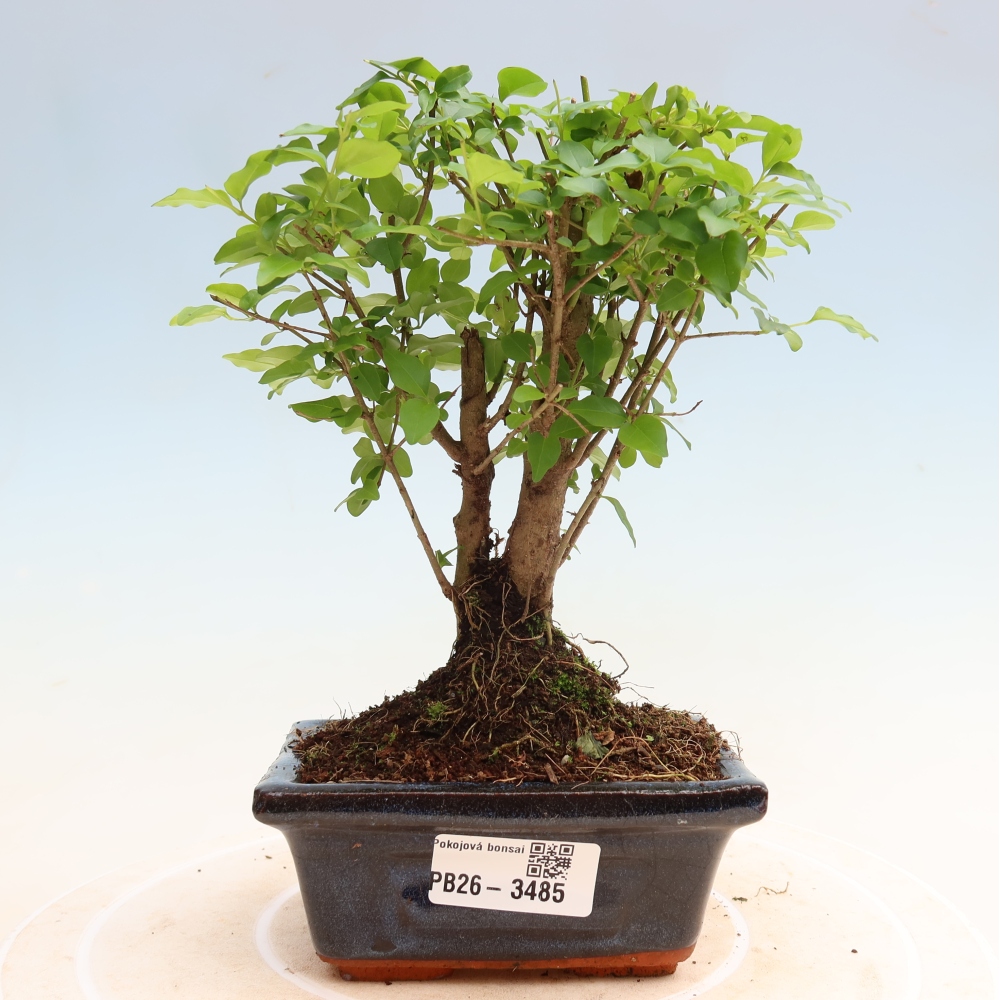 Zimmer Bonsai -Ligustrum chinensis - Vogelschnabel