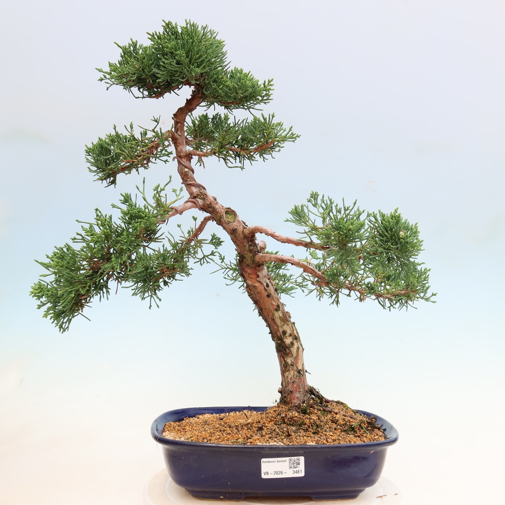 Bonsai für draußen - Juniperus chinensis Kishu