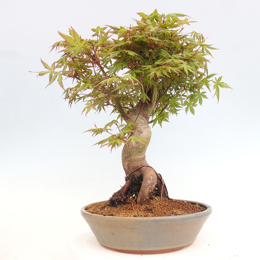 Bonsai im Freien - Acer palmatum - Auburn Ahorn