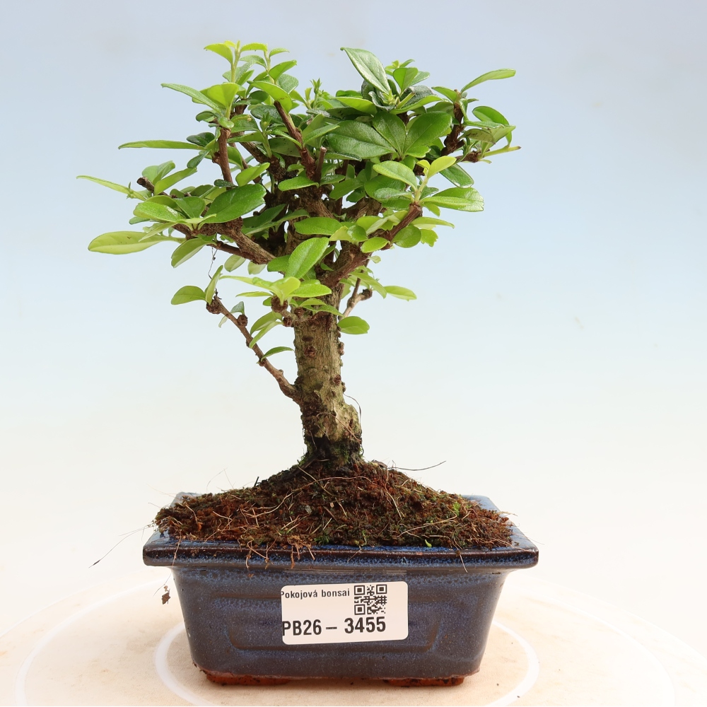 Zimmer-Bonsai - Carmona macrophylla - Tee-Fuki