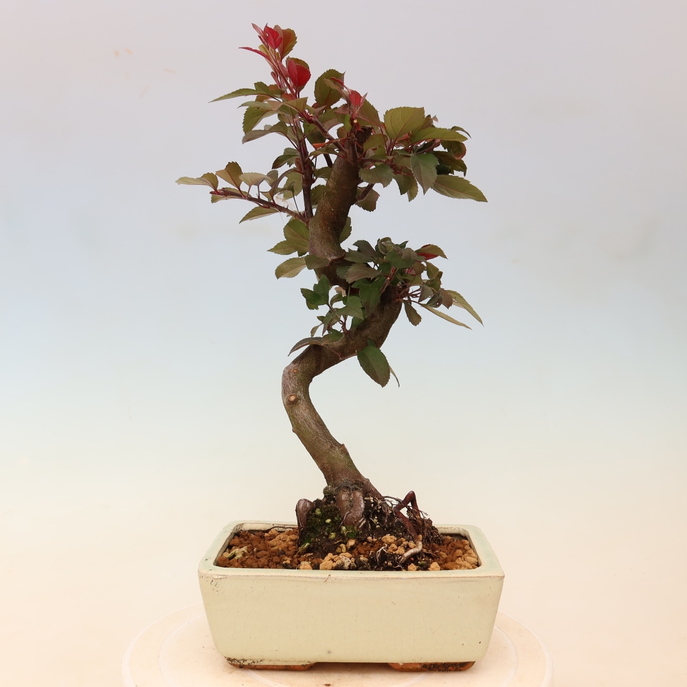 Outdoor-Bonsai -Malus domestica - Kleinfrüchtiger rotblättriger Apfelbaum