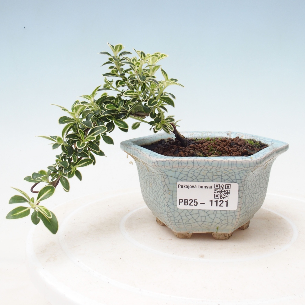 Zimmerbonsai - Serissa foetida Variegata - Baum der tausend Sterne