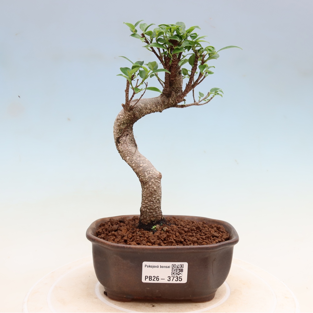 Zimmerbonsai - Ficus kimmen - Kleinblättriger Ficus