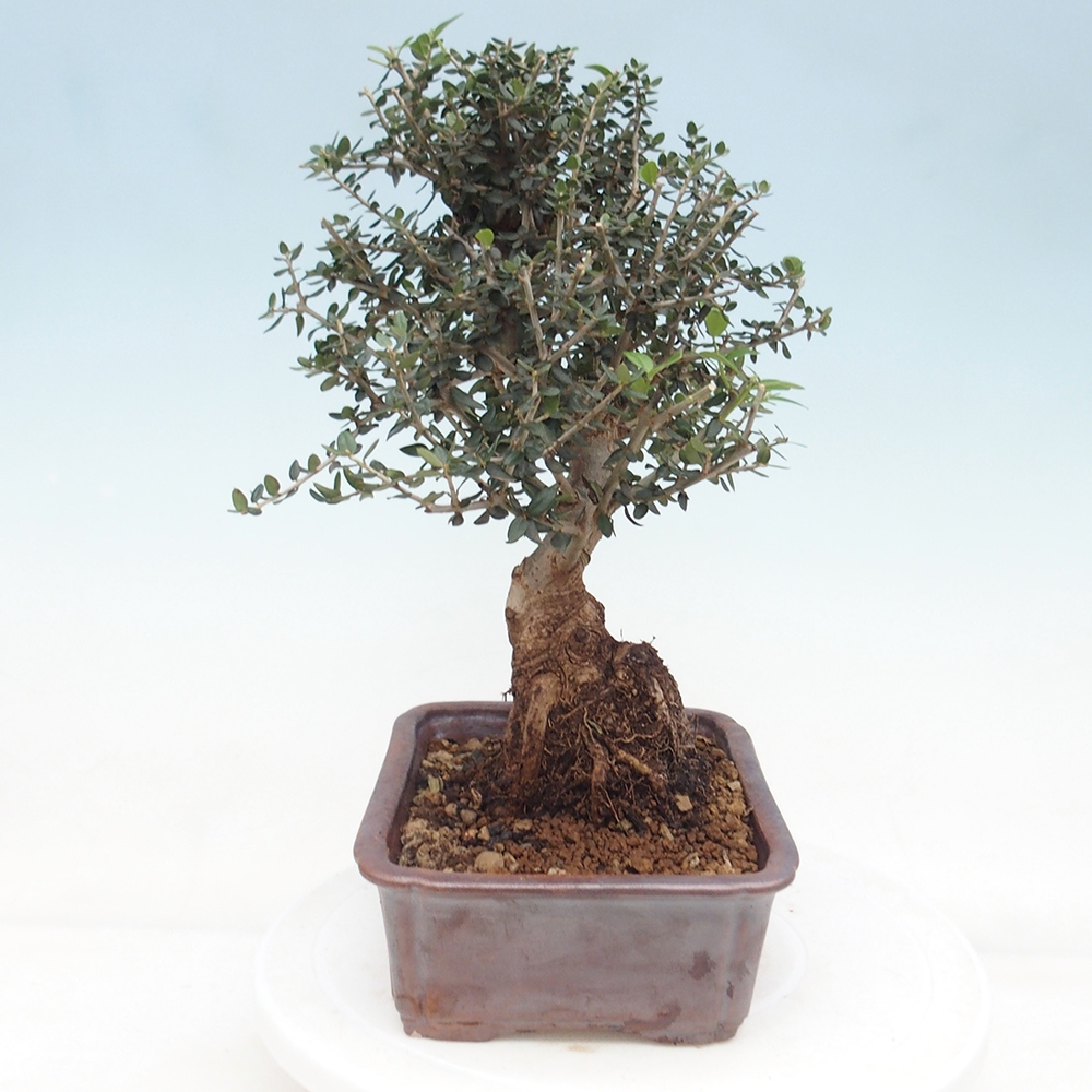 Zimmerbonsai - Olea europaea sylvestris