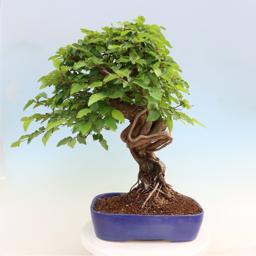 Bonsai für draußen - Karpinus Coreana - Koreanische Hainbuche