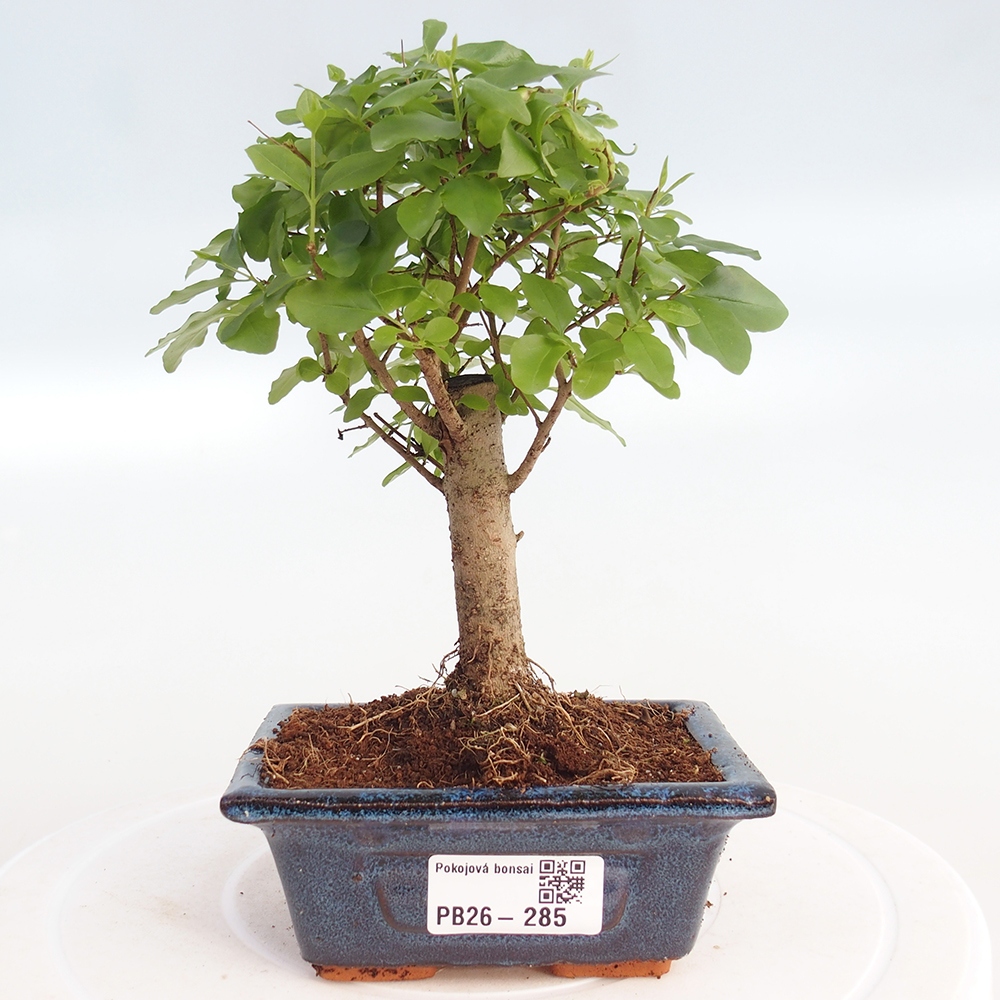 Zimmer Bonsai -Ligustrum chinensis - Vogelschnabel