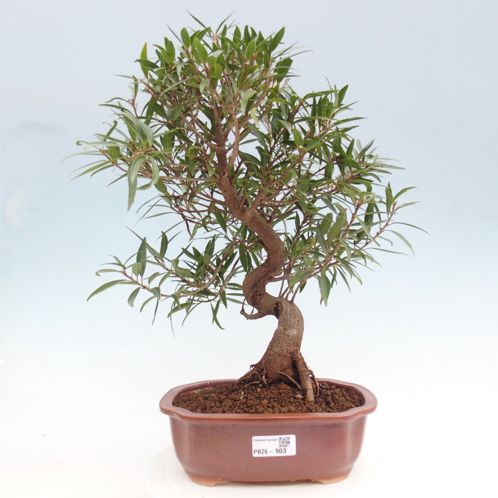 Zimmerbonsai - Ficus nerifolia - Kleinblättriger Ficus