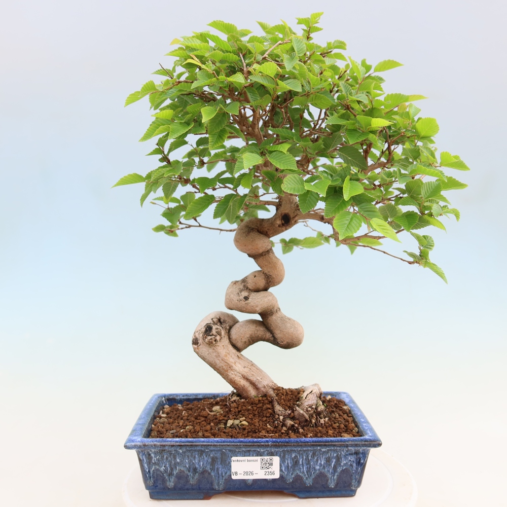Bonsai für draußen - Karpinus Coreana - Koreanische Hainbuche