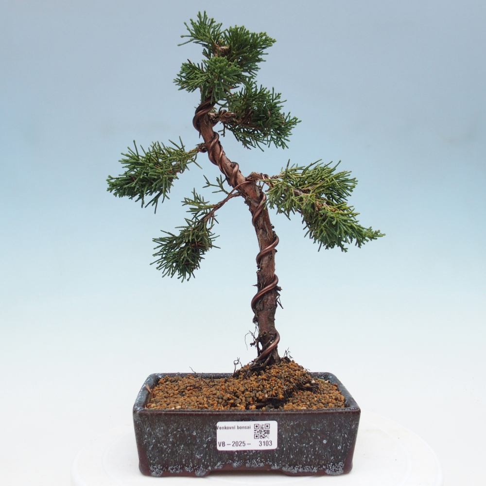 Bonsai im Freien - Juniperus chinensis Kishu - Chinesischer Wacholder