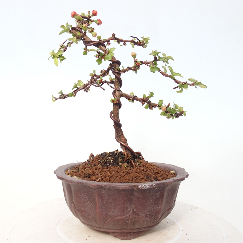 Bonsai für draußen - Chaneomeles s. Red Joy - Quitte