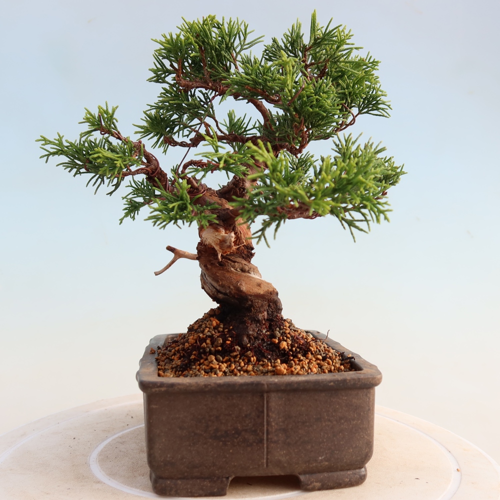 Outdoor bonsai - Juniperus chinensis Itoigawa - Chinese juniper