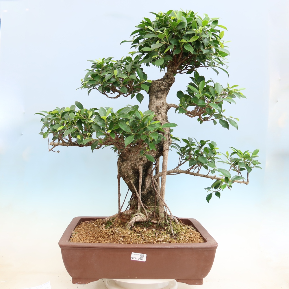 Zimmerbonsai - Ficus kimmen - Kleinblättriger Ficus