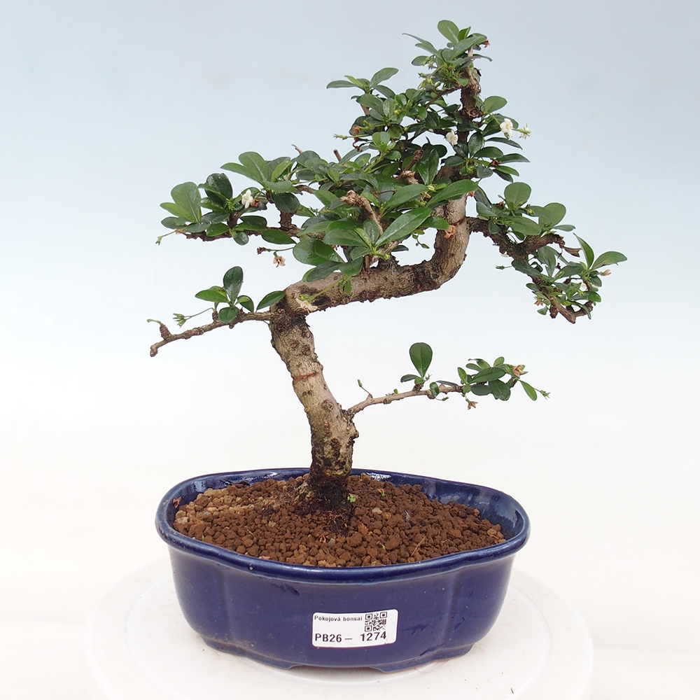 Zimmer-Bonsai - Carmona macrophylla - Tee-Fuki