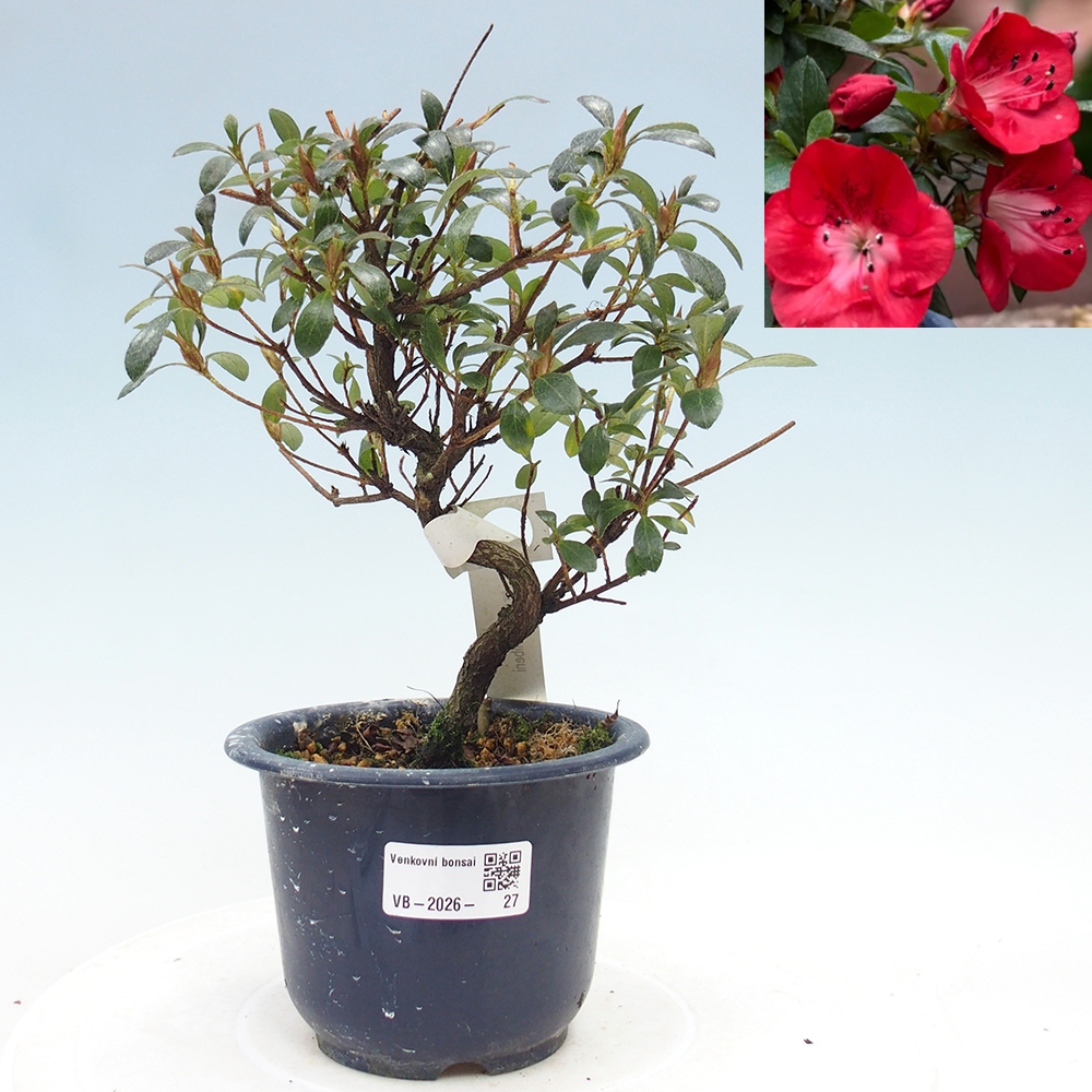 Bonsai für draußen - Japanische Azalee - Azalea Benibeni