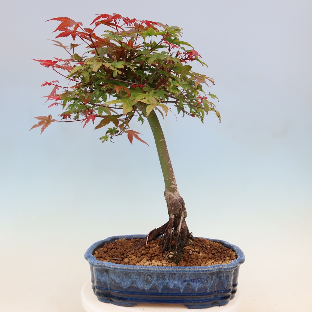 Spitzahorn - Acer palmatum Beni Tsukasa