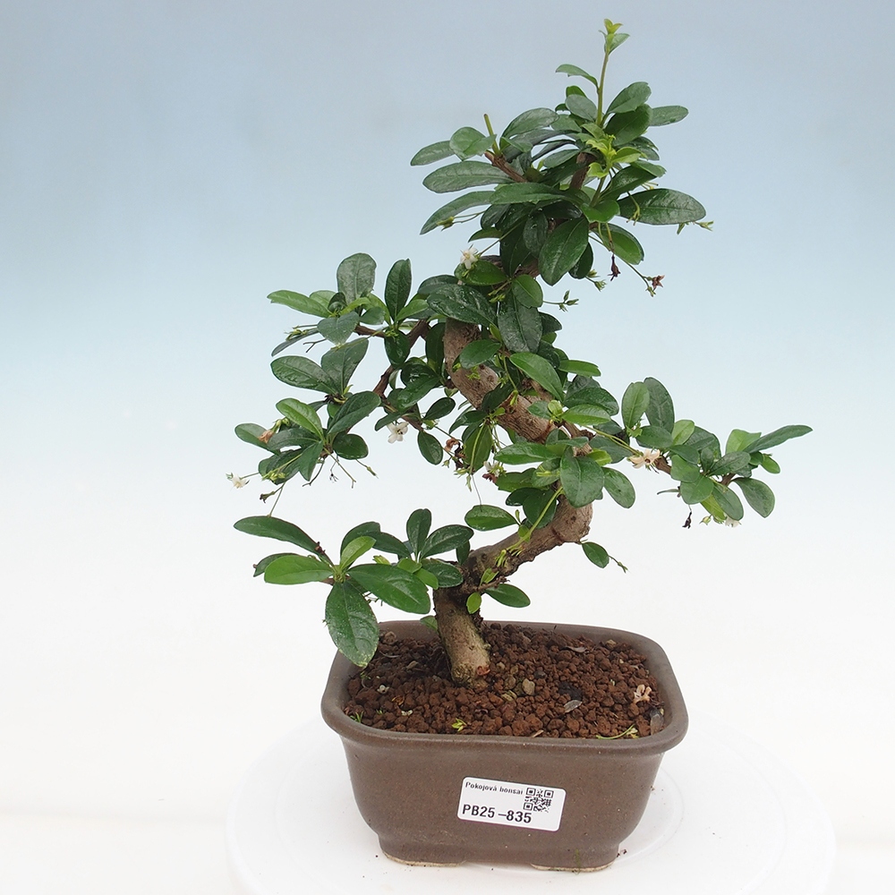 Indoor bonsai - Carmona macrophylla - Fuki tea