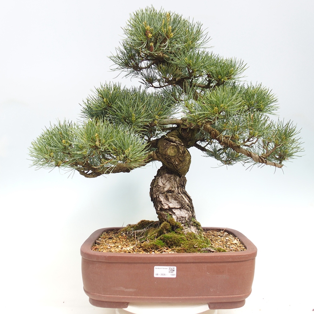 Bonsai für draußen - Pinus parviflora - Pinus parviflora