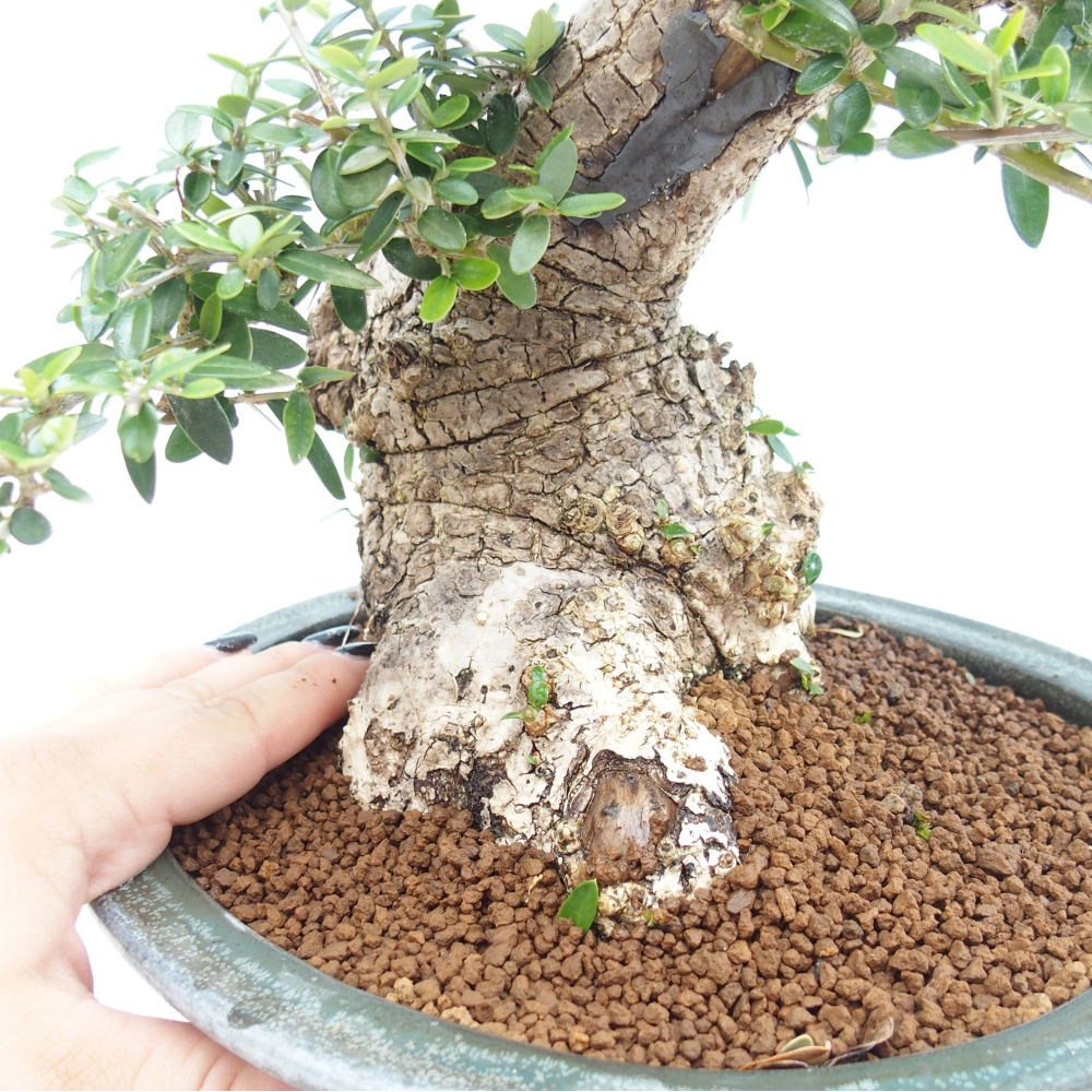 Indoor-Bonsai - Olea europaea sylvestris - Europäisches kleinblättriges Olivenöl