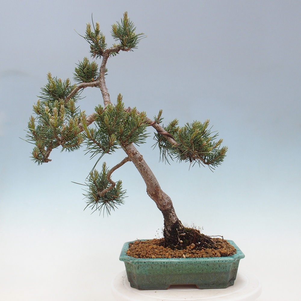 Bonsai im Freien - Pinus Sylvestris - Waldkiefer