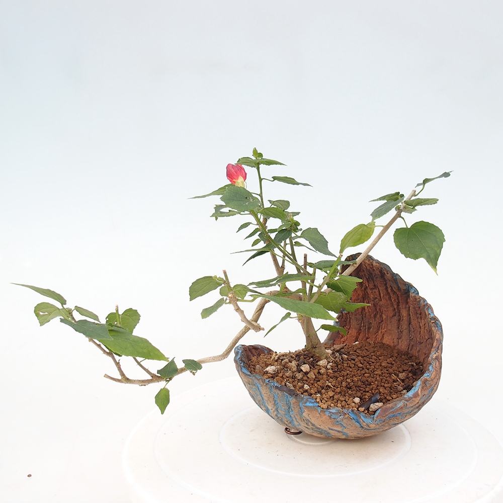 Zimmerbonsai - Malvaviscus arboreus
