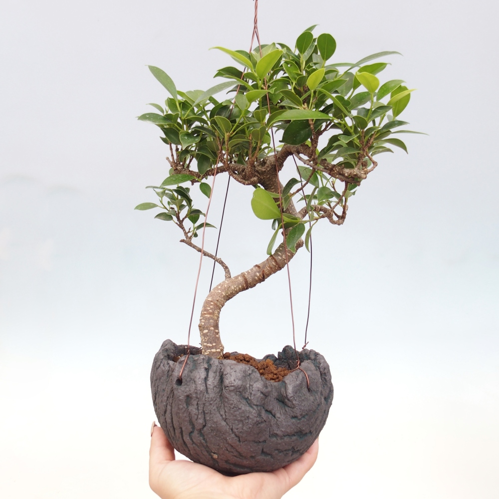 Kokedama in Keramik - kleinblättriger Ficus - Ficus kimmen