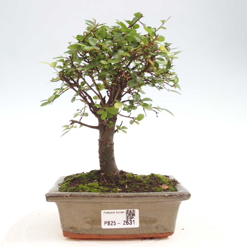 Zimmerbonsai - Ulmus parvifolia - Kleinblättrige Ulme