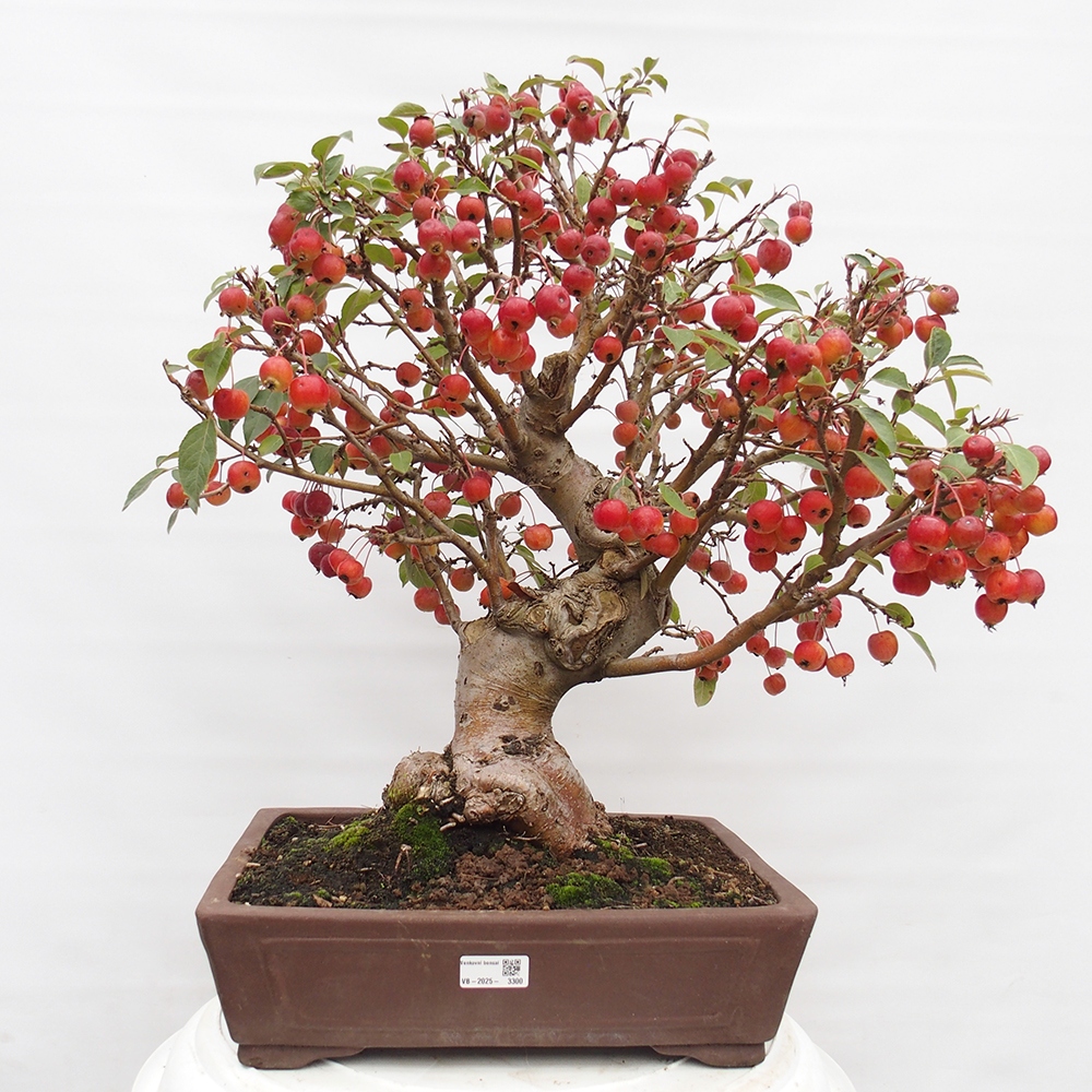 Bonsai im Freien - Malus halliana - Kleinfruchtiger Apfelbaum