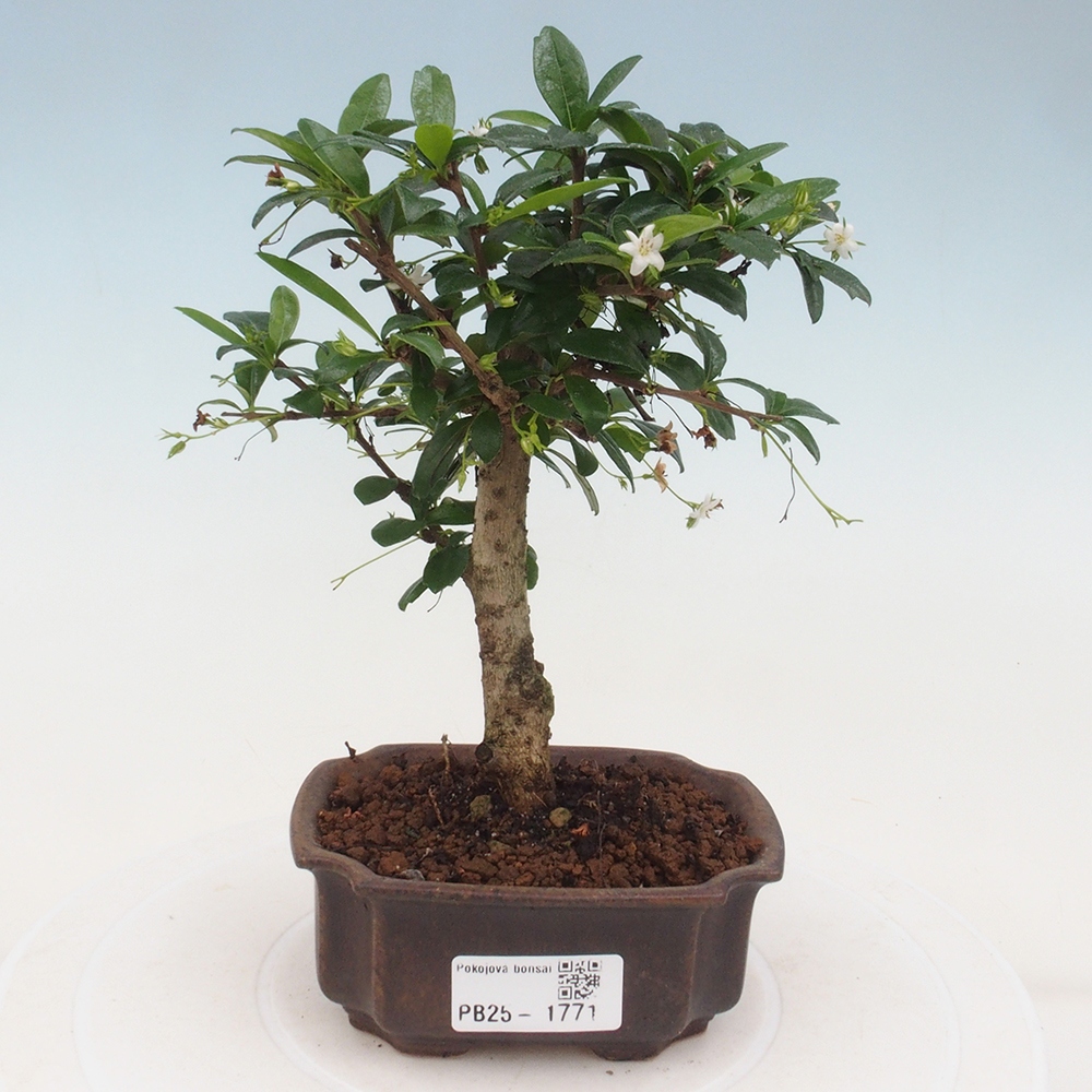 Zimmerbonsai - Carmona Macrophylla - Fuki-Tee