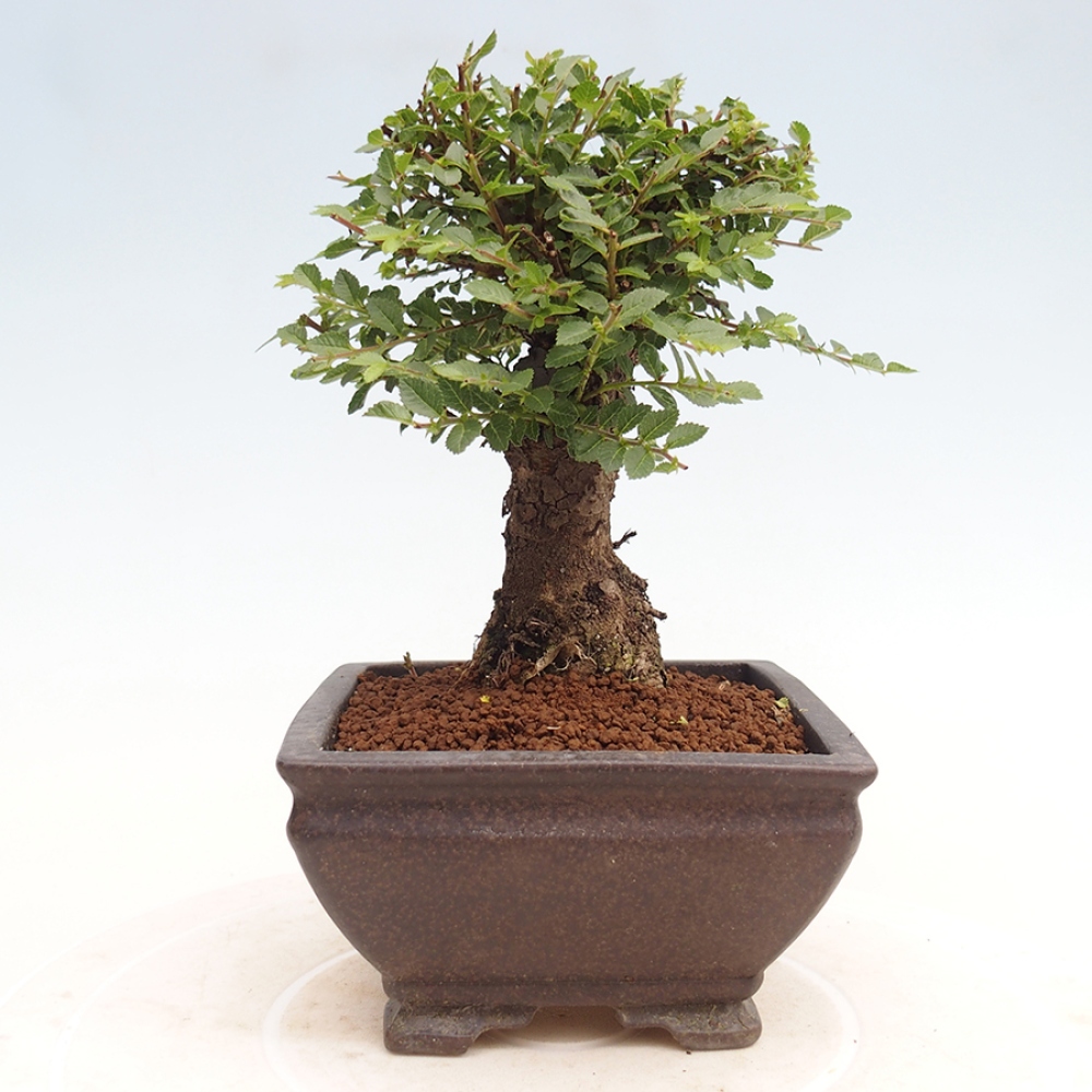 Bonsai im Freien - Ulmus parvifolia Hokkaido - Chinesische Ulme